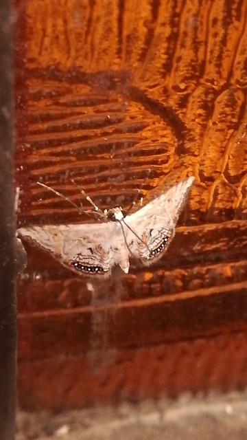 Cataclysta lemnata - békalencsemoly