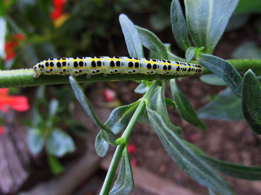 Calophasia