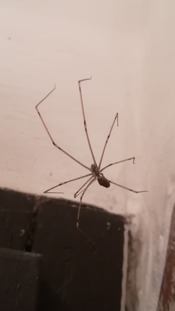 Pholcidae - álkaszáspókok