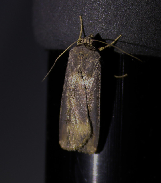 Agrotis ipsilon - nagy földibagoly