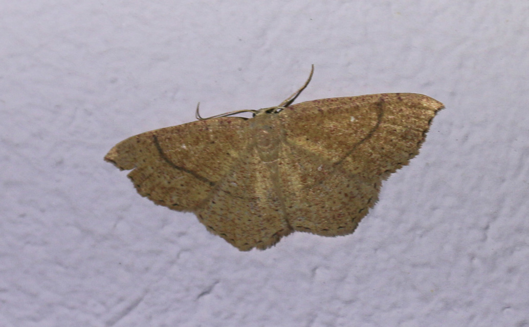 Cyclophora ruficiliaria - vörösrojtú pettyesaraszoló