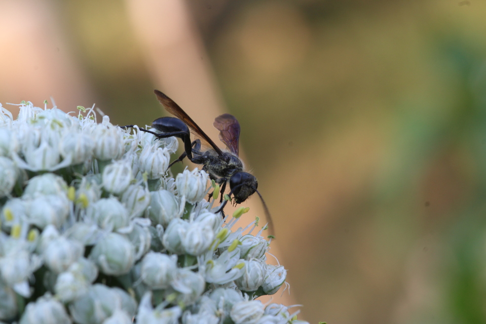 Isodontia mexicana - mexikói fűdarázs