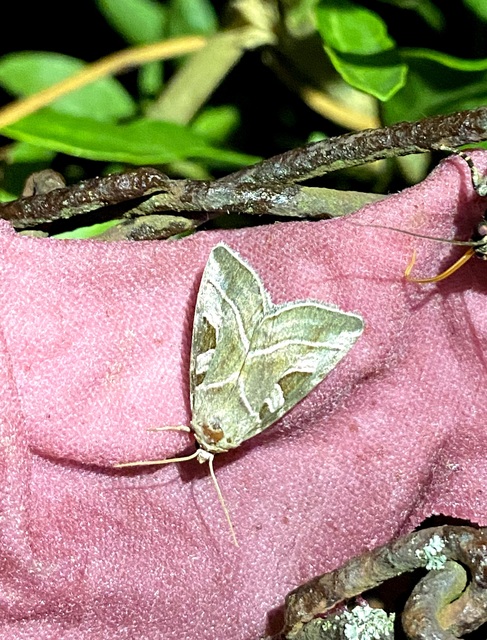 Eucarta virgo - mocsári ametisztbagoly