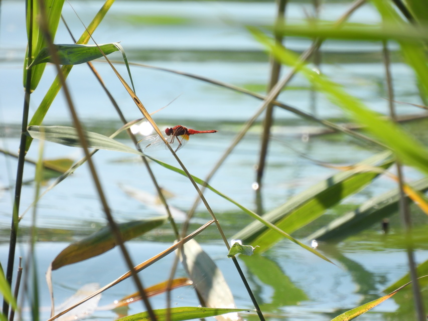 Crocothemis erythraea - skarlát szitakötő