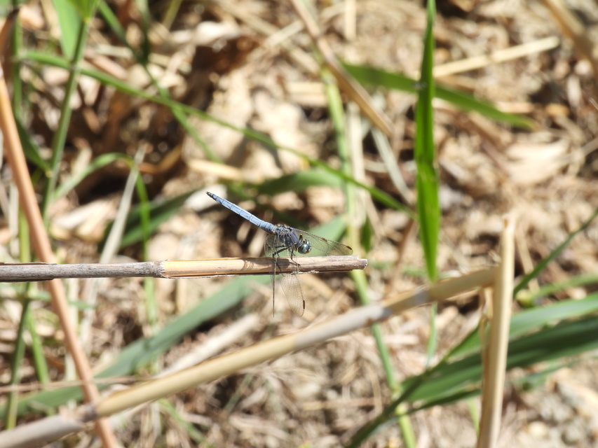 Orthetrum coerulescens - karcsú pásztorszitakötő