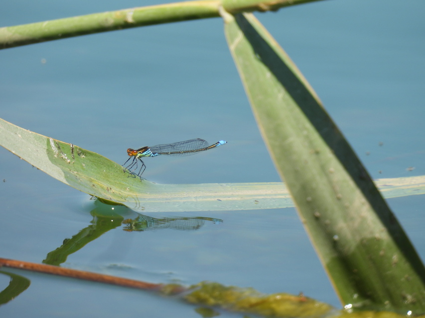 Erythromma viridulum - kis pirosszemű-légivadász