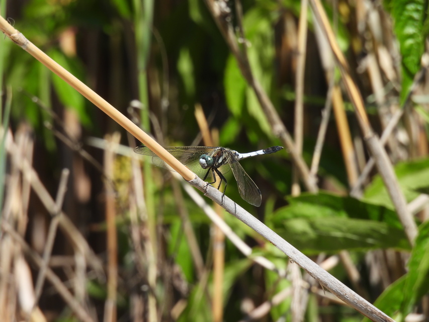 Orthetrum albistylum - fehérfarkú pásztorszitakötő
