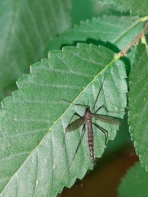 Nigrotipula nigra