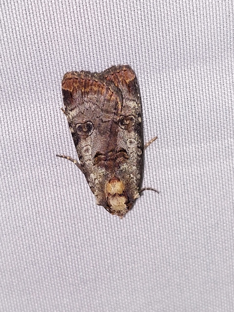 Epilecta linogrisea - karcsú sárgafűbagoly