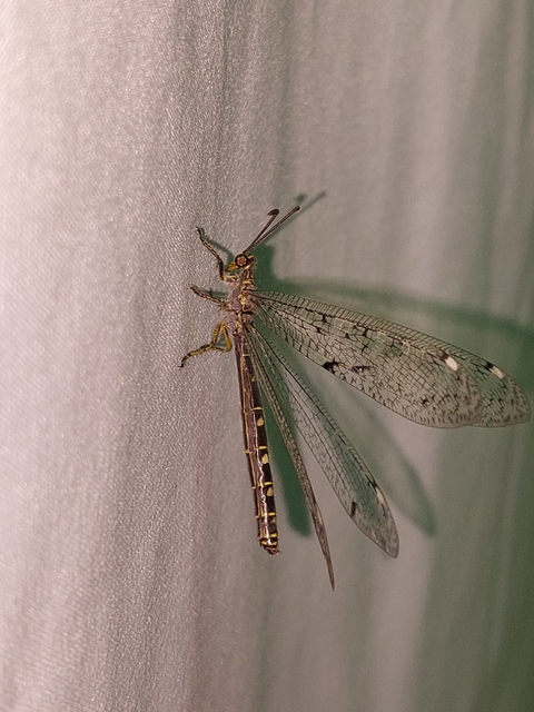 Distoleon tetragrammicus - négyfoltos hangyaleső