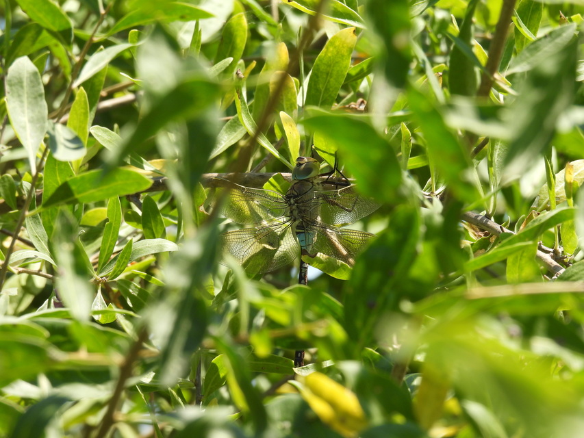 Anax parthenope - barna óriásacsa