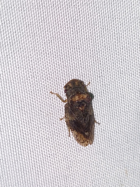 Ledra aurita - füleskabóca