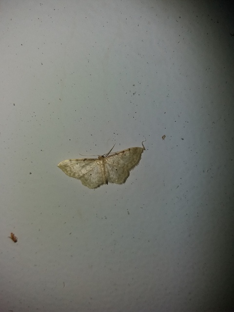 Idaea fuscovenosa - szürkeszélű apróaraszoló