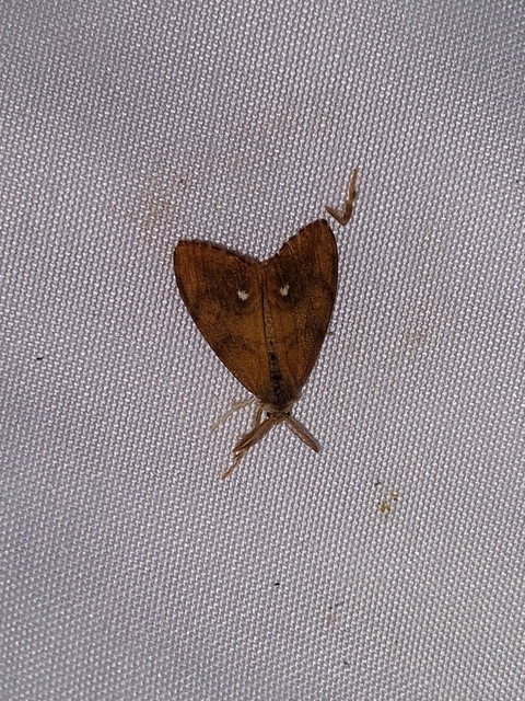 Orgyia antiqua - rozsdabarna kisszövő