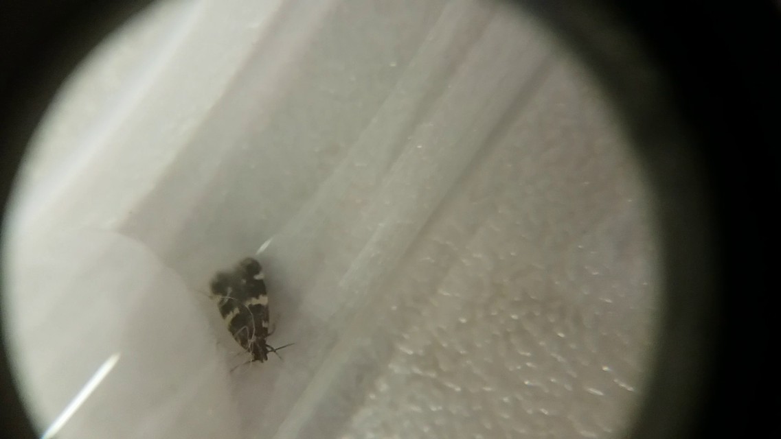 Oegoconia