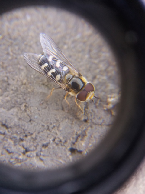 Scaeva pyrastri - gyakori nagyhomlokúlégy