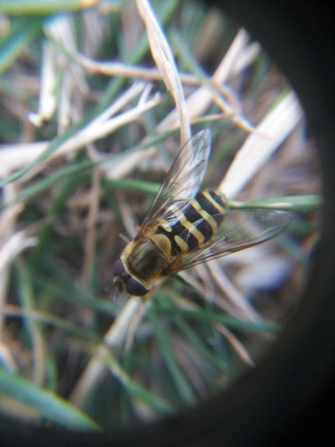 Syrphus