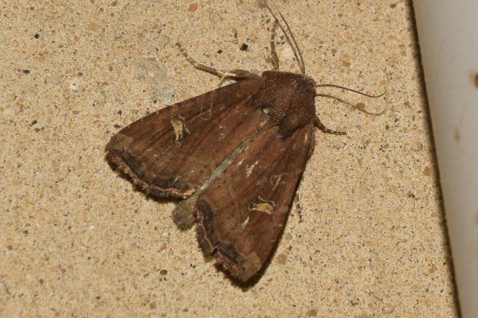Helotropha leucostigma - mocsári nőszirombagoly