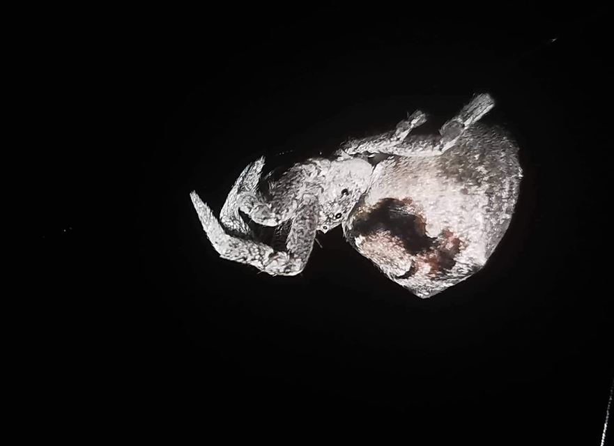 Hyptiotes paradoxus - furcsapók