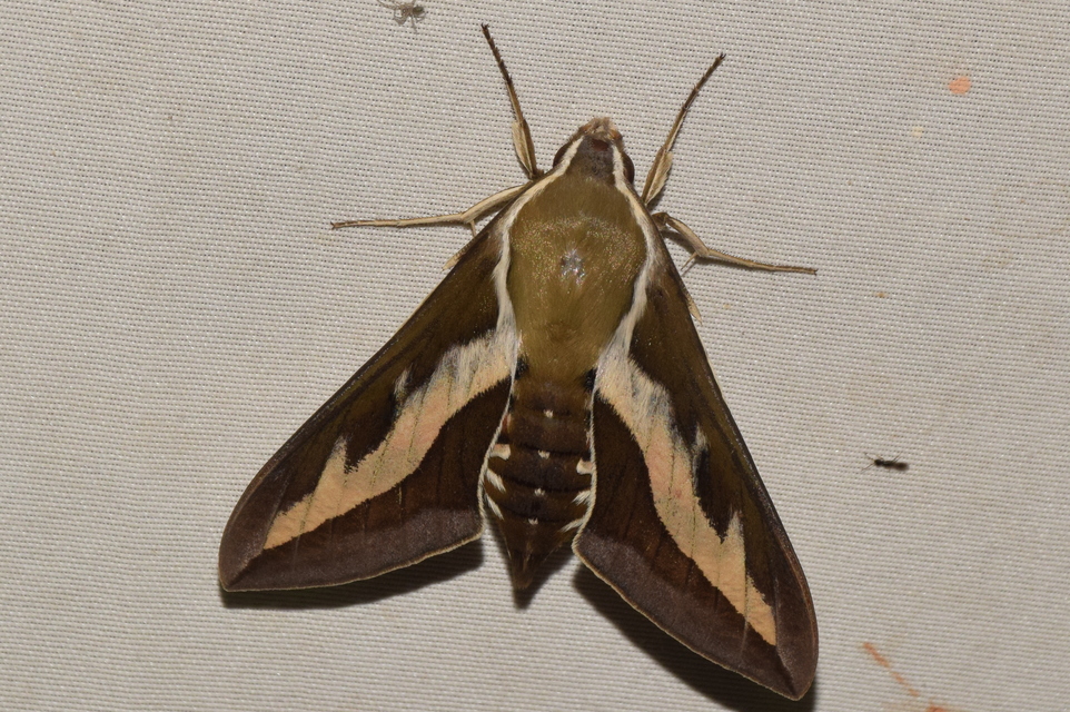 Hyles gallii - galajszender