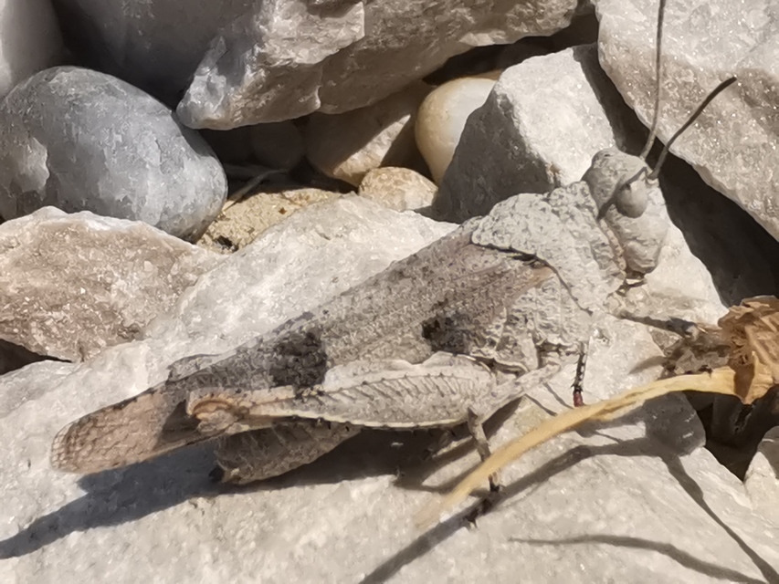 Oedipoda caerulescens - kékszárnyú sáska