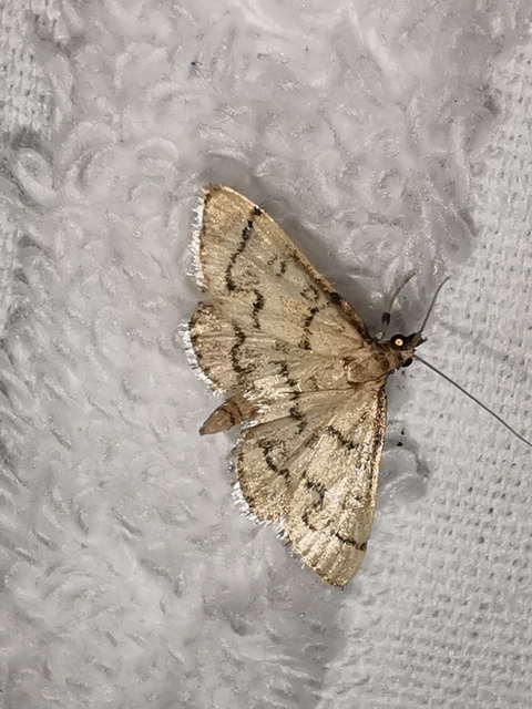 Metasia ophialis - kígyósávos tűzmoly