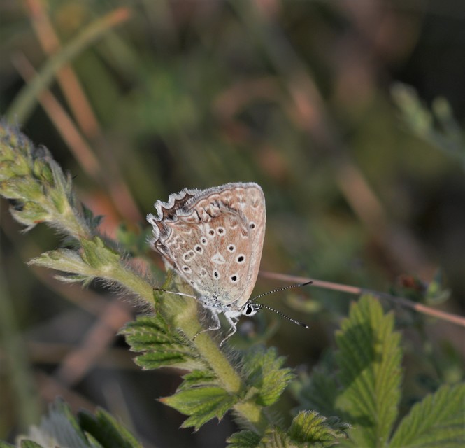 Polyommatus daphnis - csipkés boglárka