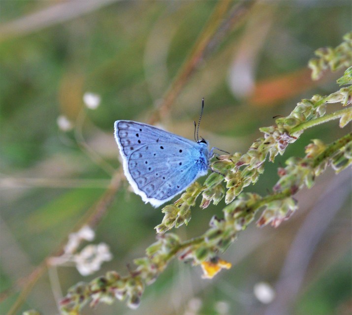 Polyommatus daphnis - csipkés boglárka