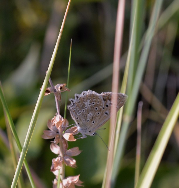 Polyommatus daphnis - csipkés boglárka