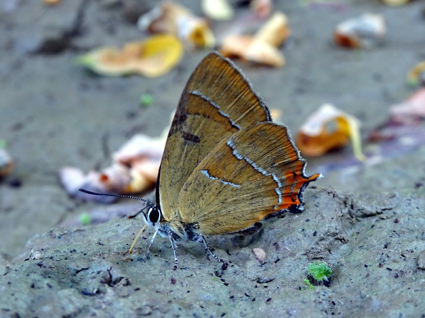 Thecla betulae - nyírfalepke