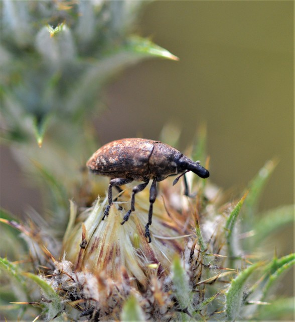 Larinus pollinis - bábakalács-púderbarkó