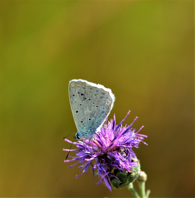 Polyommatus daphnis - csipkés boglárka