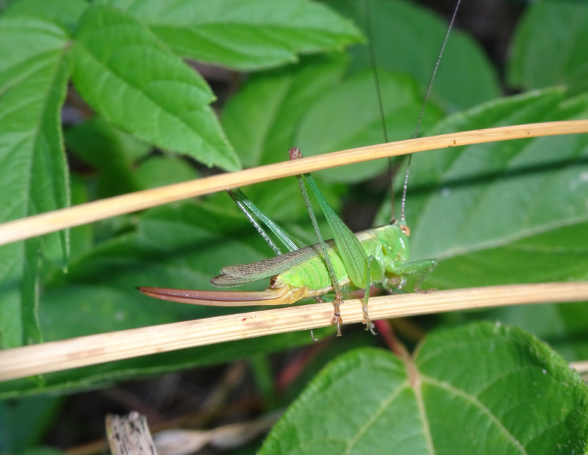 Conocephalus fuscus - kis kúpfejűszöcske