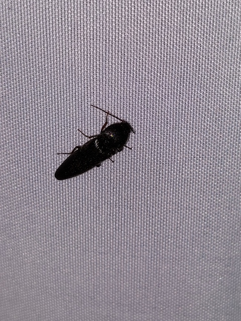 Melanotus