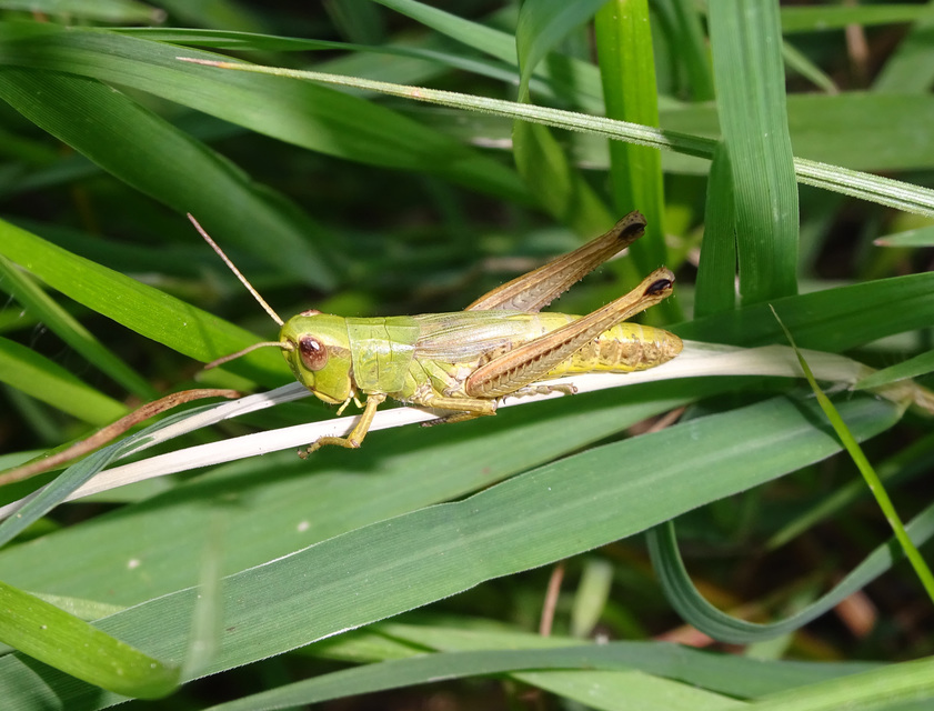 Pseudochorthippus parallelus - közönséges rétisáska