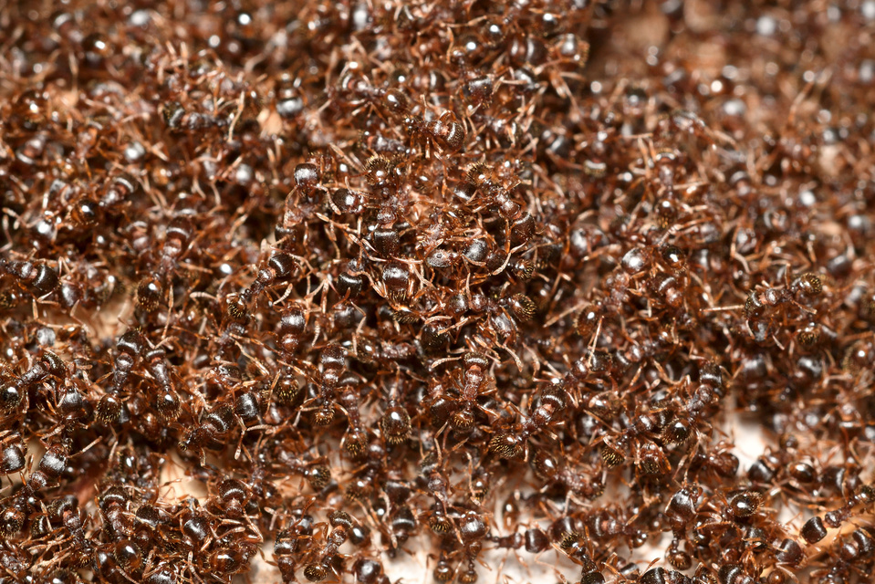 Tetramorium