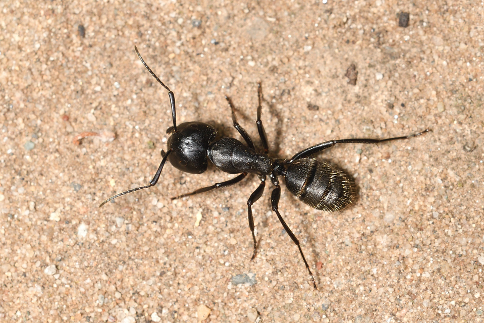 Camponotus vagus - fekete lóhangya
