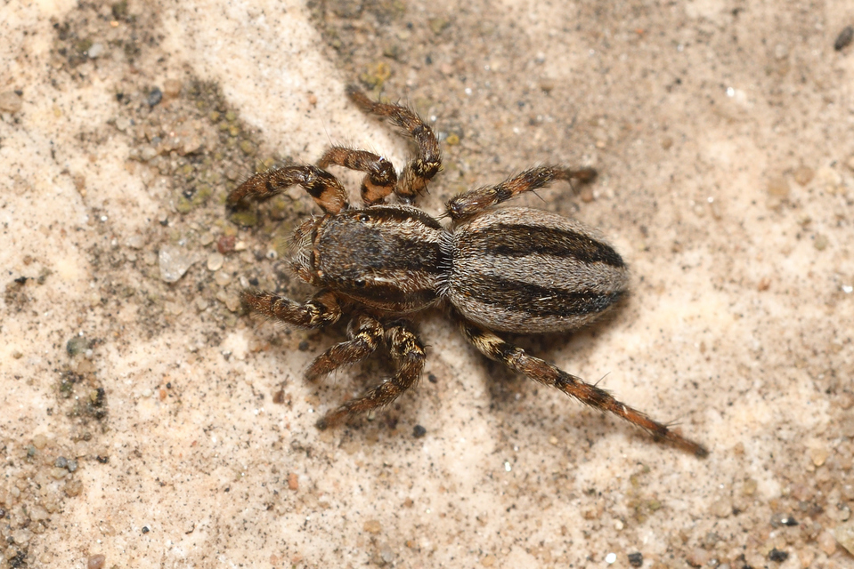 Phlegra fasciata - sávos ugrópók