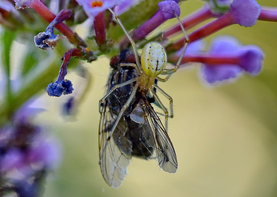 Enoplognatha ovata/latimana