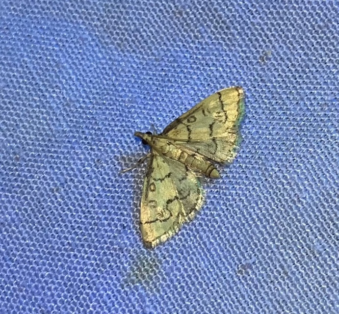 Metasia ophialis - kígyósávos tűzmoly