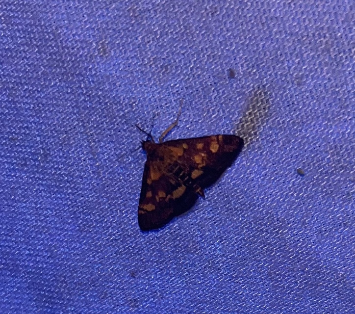 Pyrausta aurata - aranyló bíbormoly