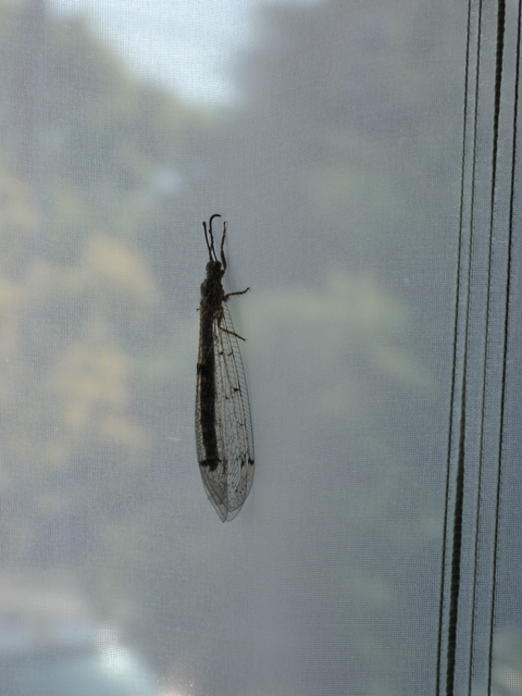 Distoleon tetragrammicus - négyfoltos hangyaleső