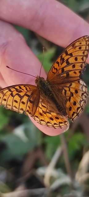 Argynnis adippe - ezüstös gyöngyházlepke