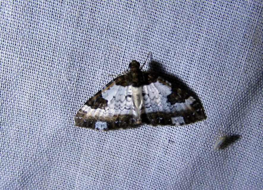 Melanthia procellata - hullámos tarkaaraszoló