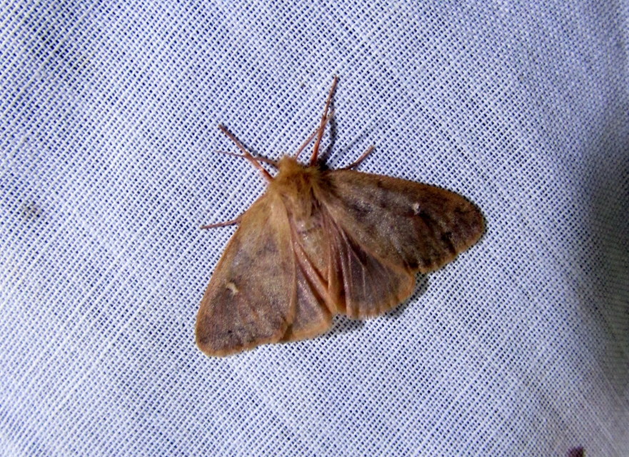 Ocneria rubea - rőt gyapjaslepke