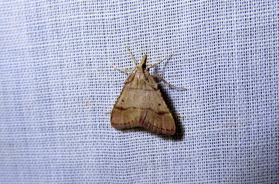 Stemmatophora honestalis - karsztlakó fényilonca