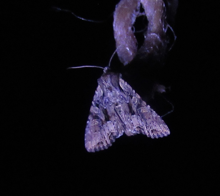 Lacanobia thalassina - borbolya-kertibagoly