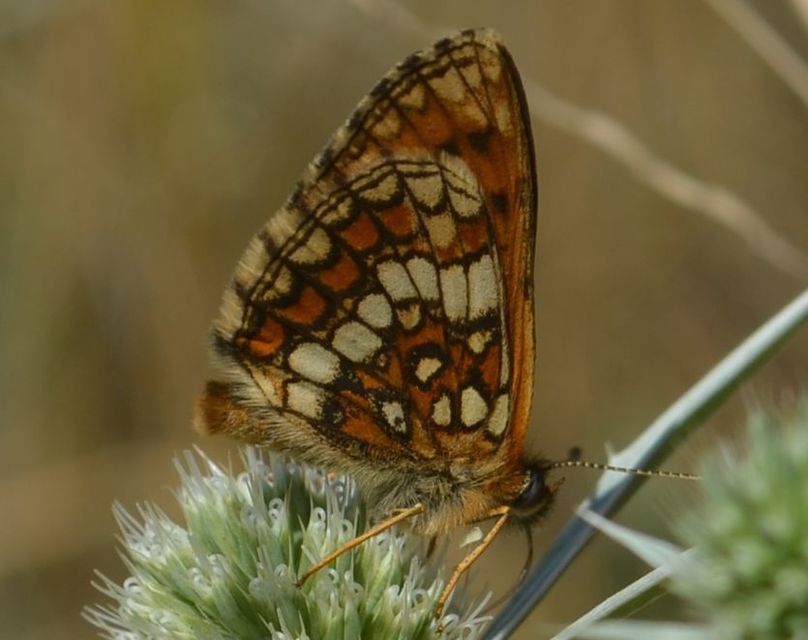 Melitaea aurelia - recés tarkalepke