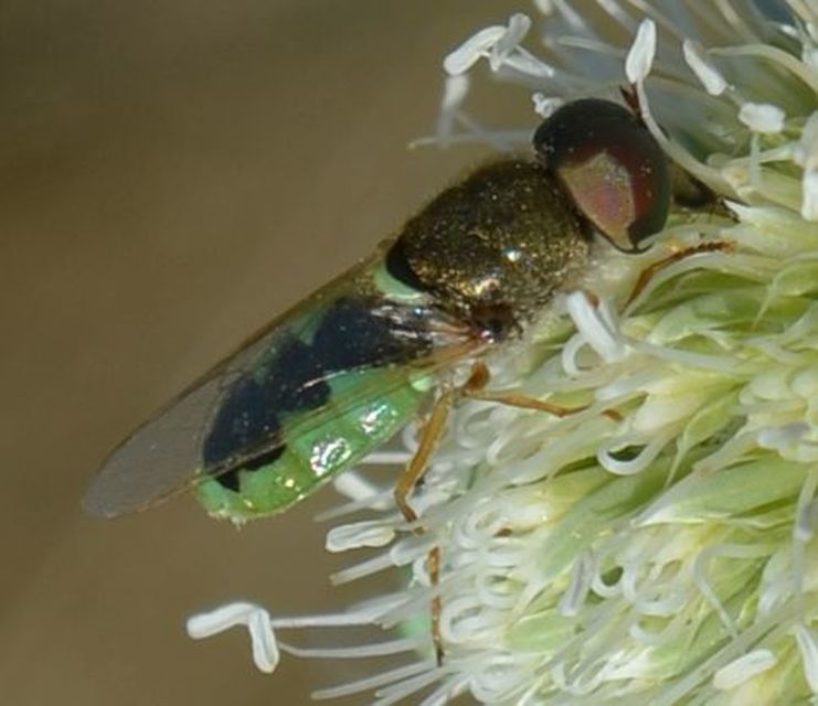 Odontomyia angulata - háromszöges zömöklégy