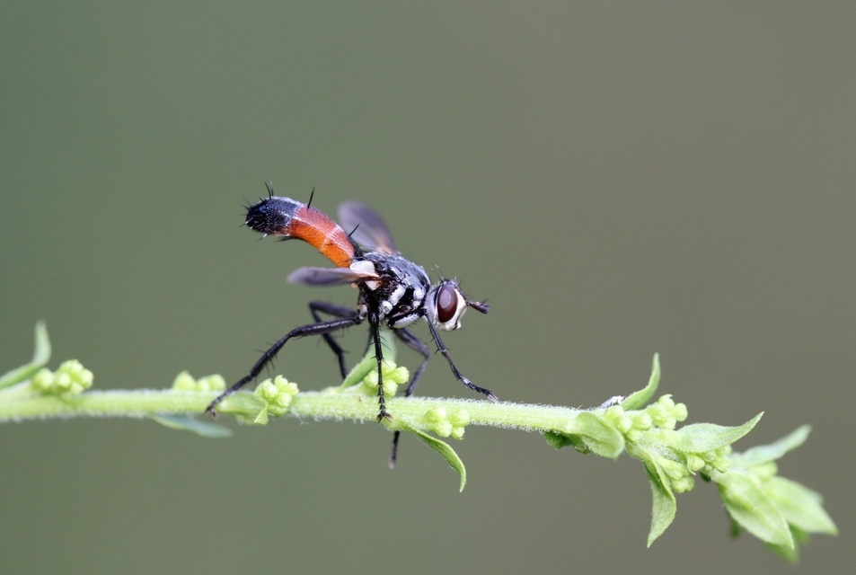 Cylindromyia